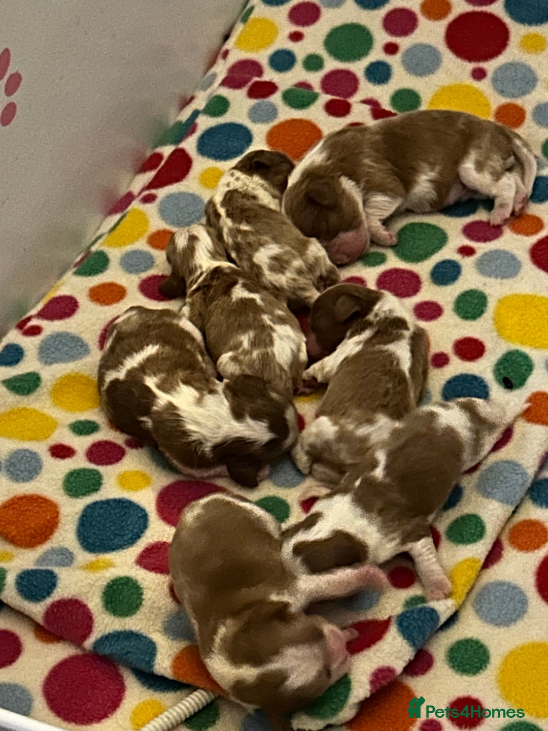 Cavalier King Charles Spaniel dogs for stud: Blenheim health tested stud ( not for sale ) in Glossop - Image 4