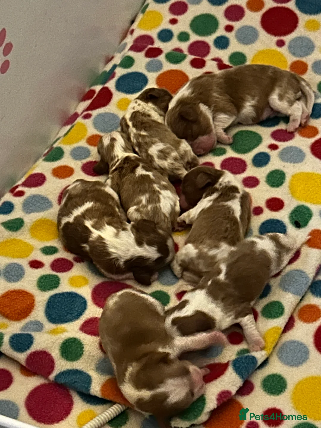 Cavalier King Charles Spaniel dogs for stud: Blenheim health tested stud ( not for sale ) in Glossop - Advert 4