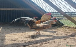 Chickens poultry for sale: Quad of Dom American Game Birds - Image 8