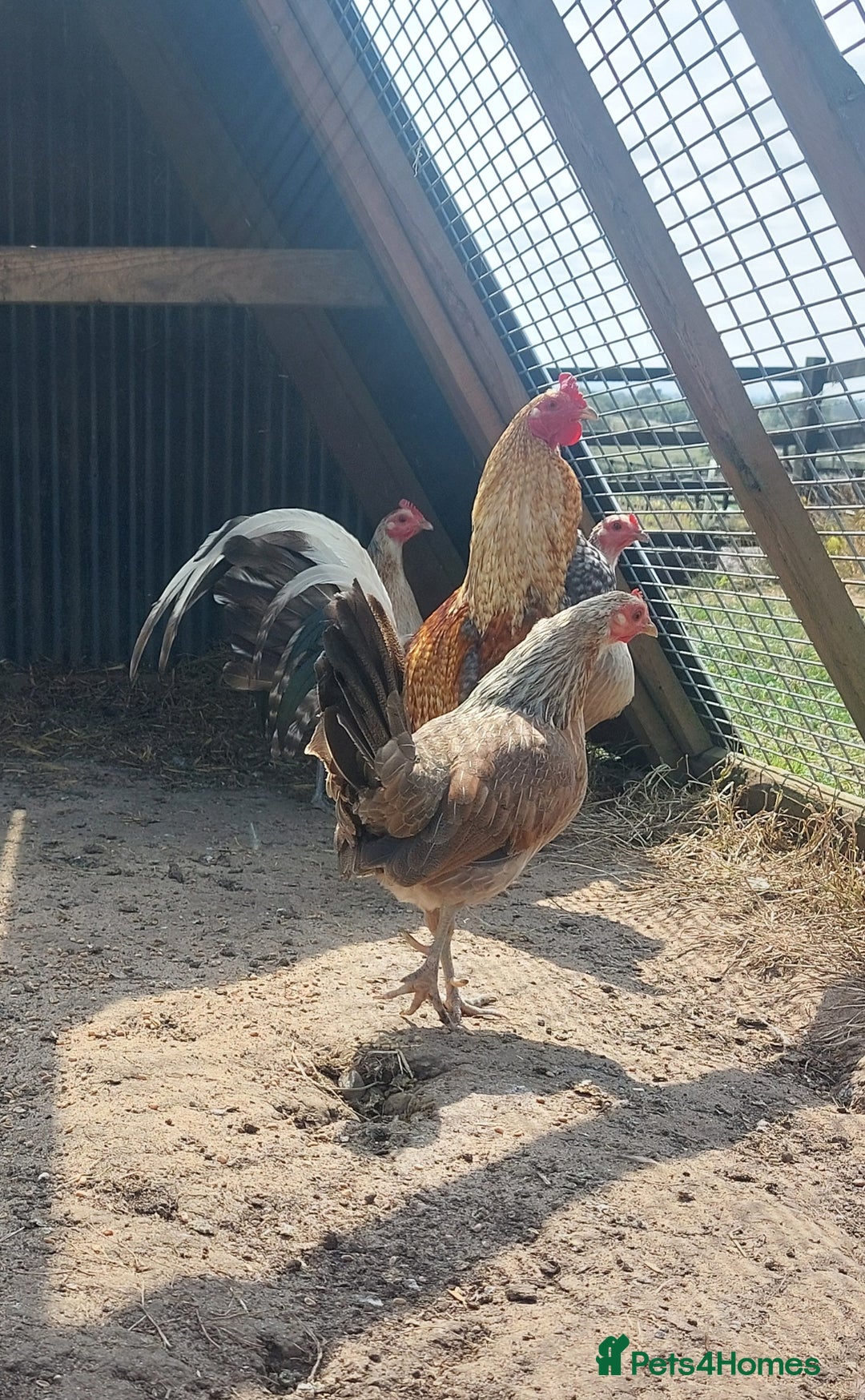 Chickens poultry for sale: Quad of Dom American Game Birds - Image 8