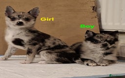 Pomsky dogs for sale: 2 Beautiful Merle pups, fully vaccinated - Advert 1