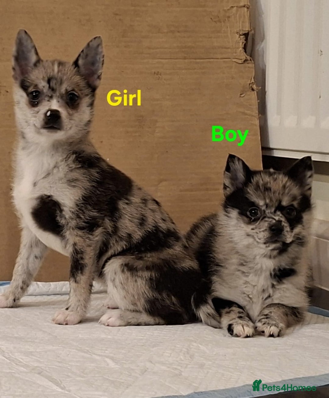 Pomsky dogs for sale: 2 Beautiful Merle pups, fully vaccinated - Advert 1