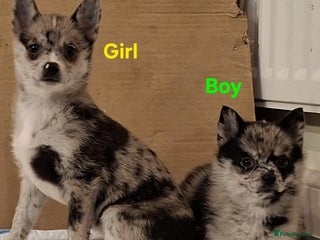 Pomsky dogs - Advert 3