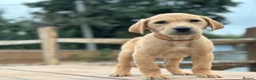 Labrador Retriever dogs for sale: KC REGISTERED LABRADOR PUPPIES - Advert 14