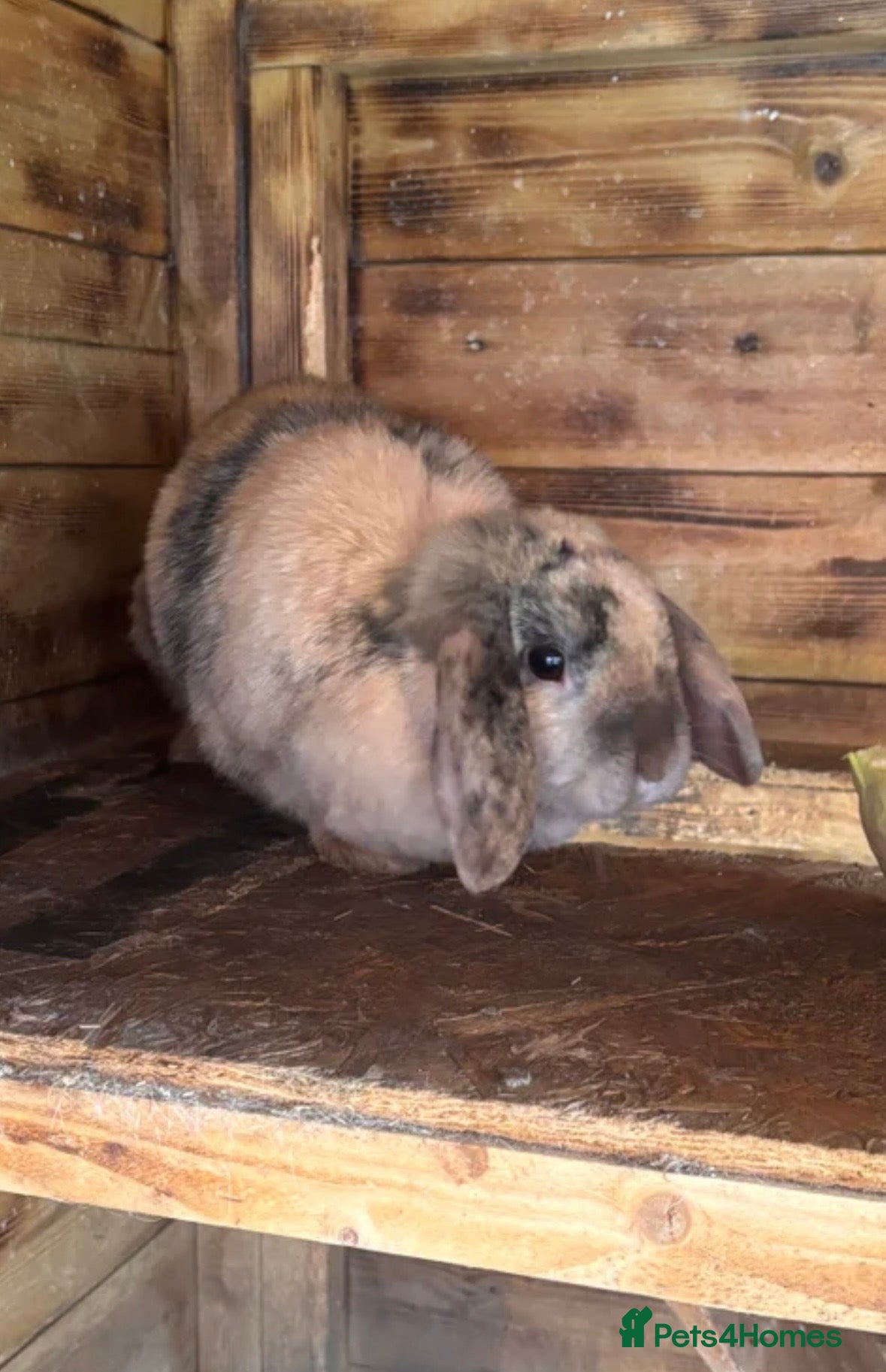 Mini Lop rabbits Bonded Mini Lops  - Advert 20
