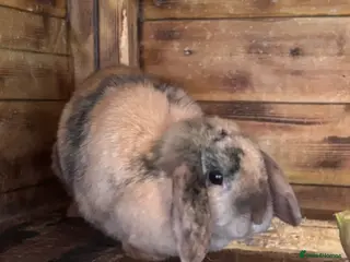 Mini Lop rabbits Bonded Mini Lops - Advert 20