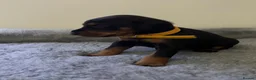 Dobermann dogs for sale: 🏆 Exceptional KC Registered Dobermann Puppies 🏆 - Advert 13