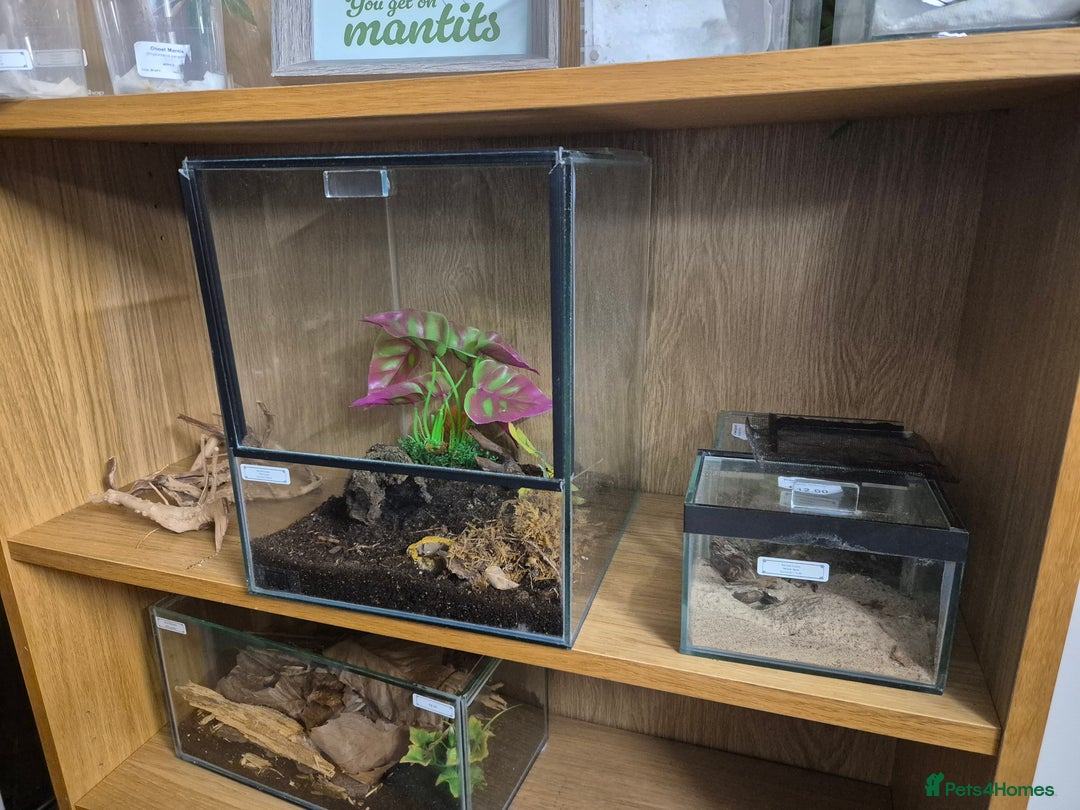 Praying Mantis invertebrates for sale: Various inverts mantis millipedes scorpions - Image 5