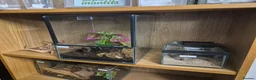 Praying Mantis invertebrates for sale: Various inverts mantis millipedes scorpions - Advert 5