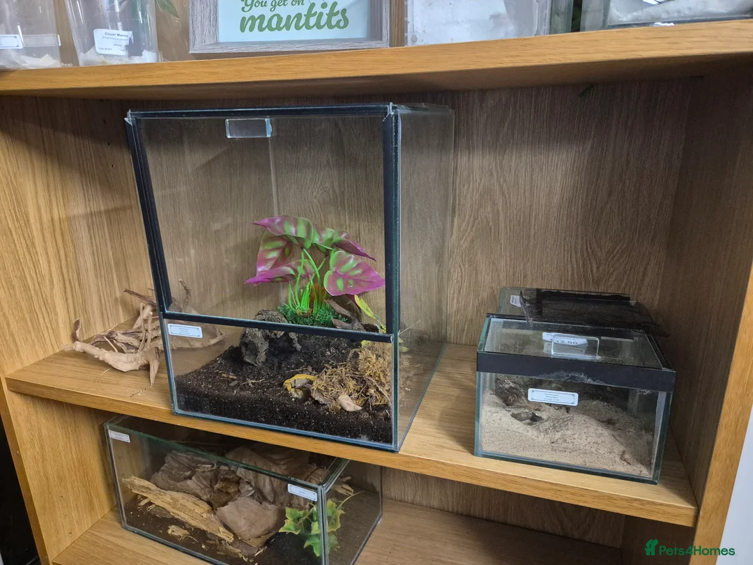 Praying Mantis invertebrates for sale: Various inverts mantis millipedes scorpions - Advert 5