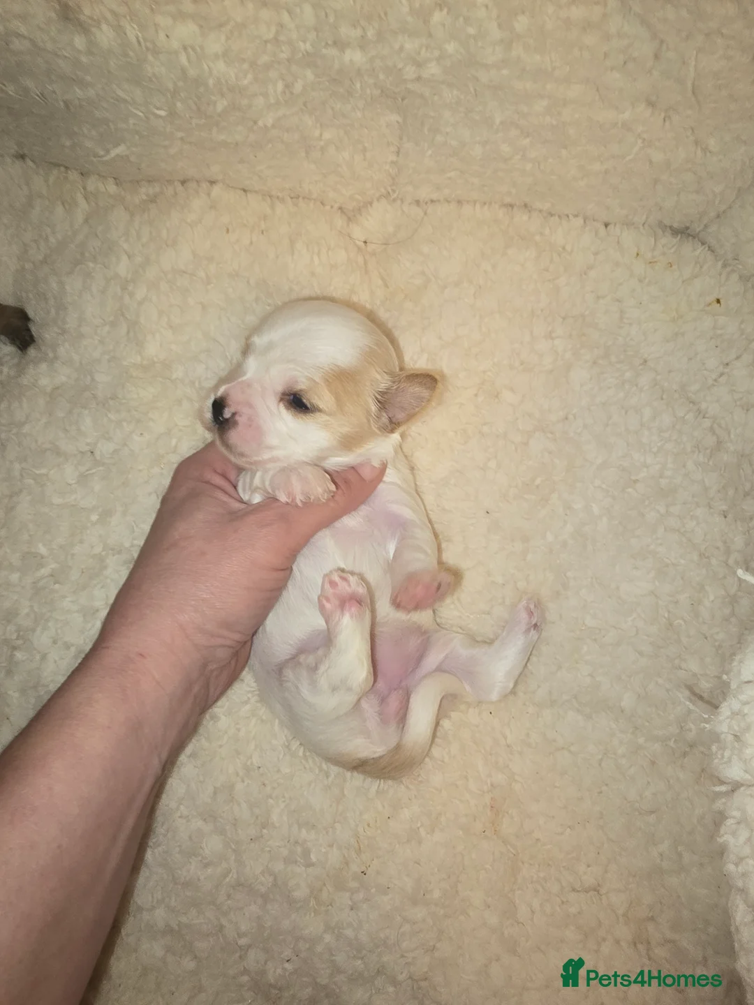 Yorkshire Terrier dogs for sale: wonderful puppies yorkshire terrier - Advert 18