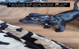 American Bully dogs for sale: Pocket bully pup - Image 8