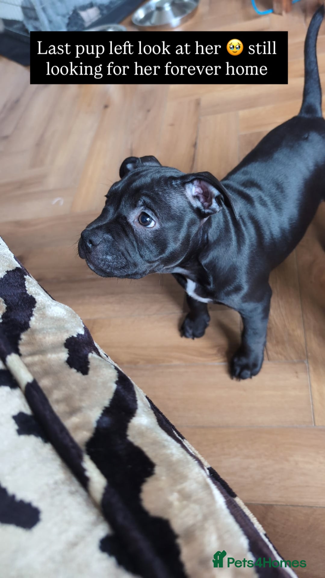 American Bully dogs for sale: Pocket bully pup - Image 8