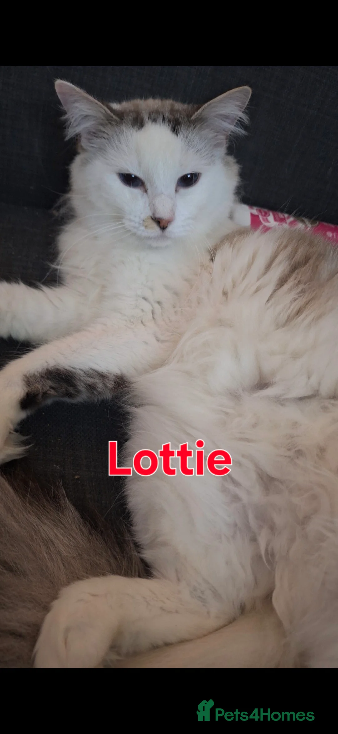 Ragdoll cats for sale: Beautiful cats - Advert 5