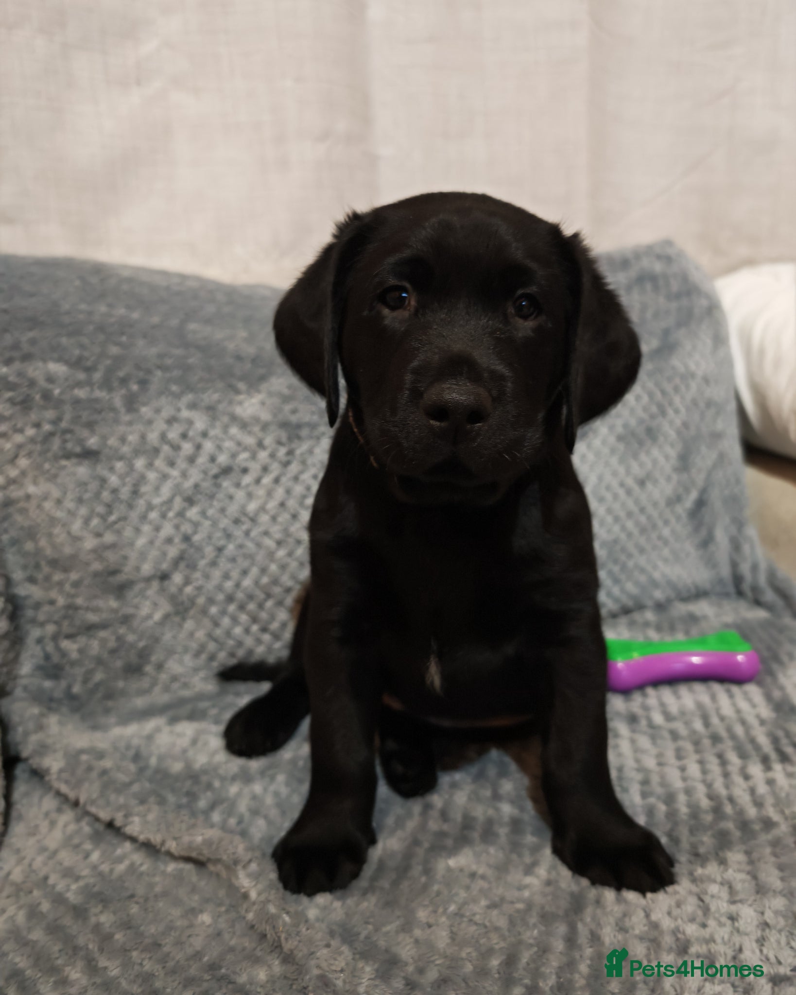Labrador Retriever dogs Beautiful Labrador Puppies  - Advert 2