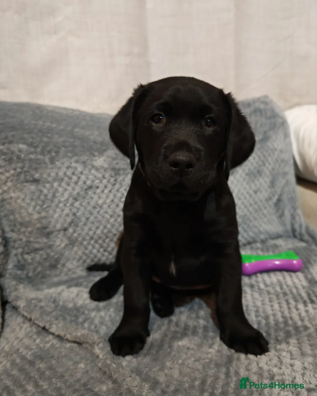 Labrador Retriever dogs for sale: Beautiful Labrador Puppies  - Advert 1
