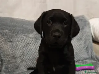 Labrador Retriever dogs Beautiful Labrador Puppies - Advert 1