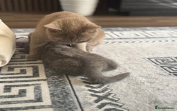 British Shorthair cats for sale: Two beautiful and lovely girls - Image 7