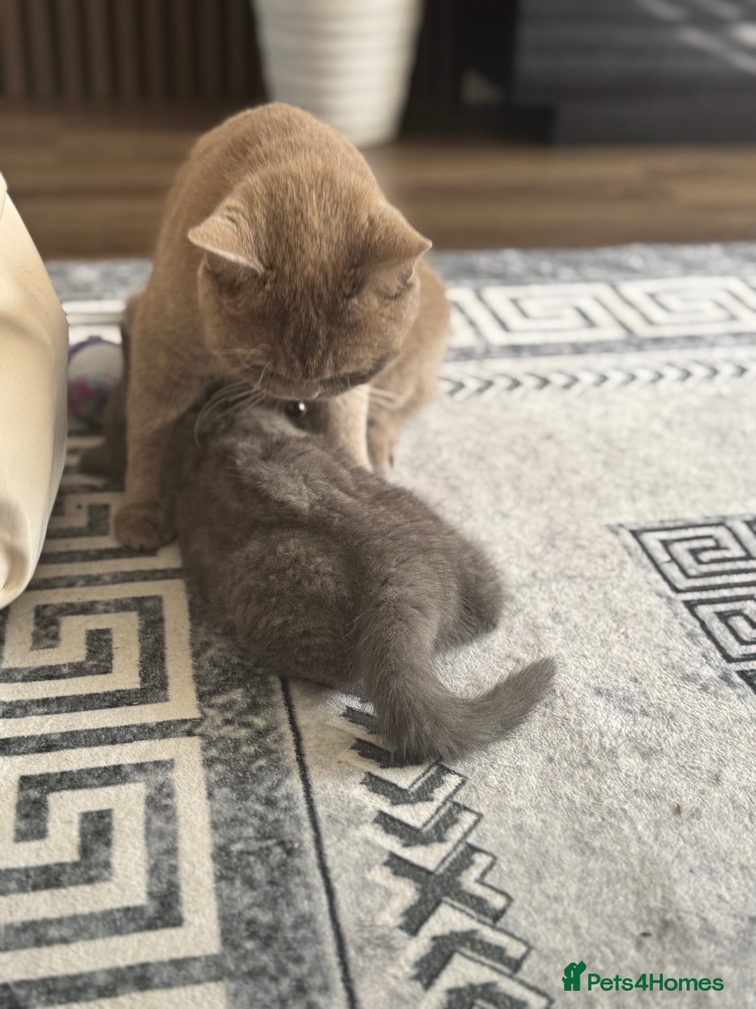 British Shorthair cats for sale: Two beautiful and lovely girls - Image 7