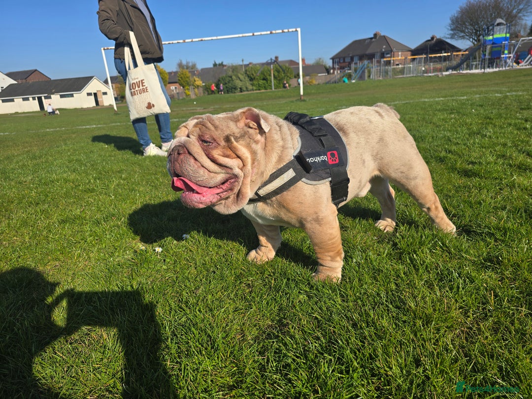 English Bulldog dogs for stud: Breeding dogs - Image 2