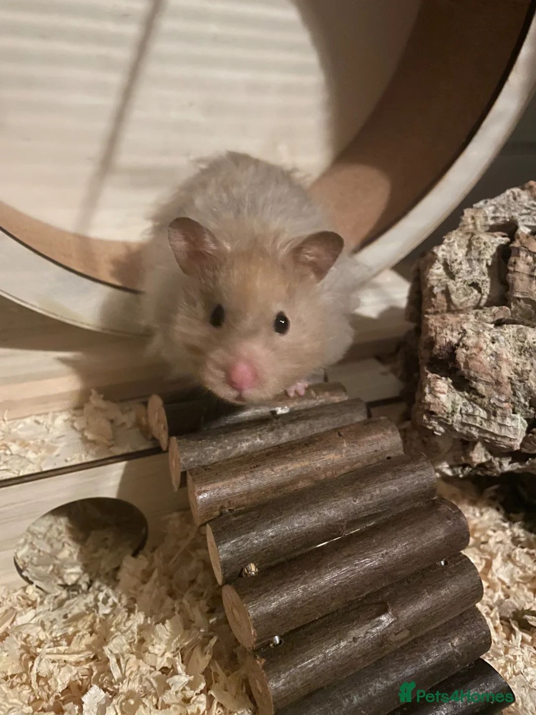 Hamster rodents for sale: Male Syrian hamster 1 year old - Advert 2