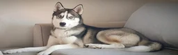 Siberian Husky dogs for stud: DANAMELI TITAN KING - Proven Health Tested Stud in Glasgow - Advert 16