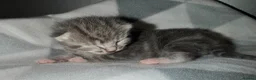 Mixed Breed cats for sale: FINAL BOY AVAILABLE - Advert 8
