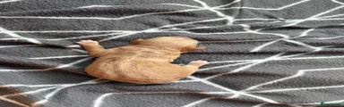 Cockapoo 2