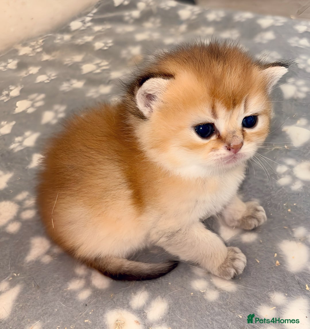 British Shorthair cats for sale: GCCF registered Golden BSH champion line, Boys - Image 15