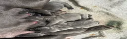 Staffordshire Bull Terrier dogs for sale: Blue staffs  in Rotherham - Advert 1