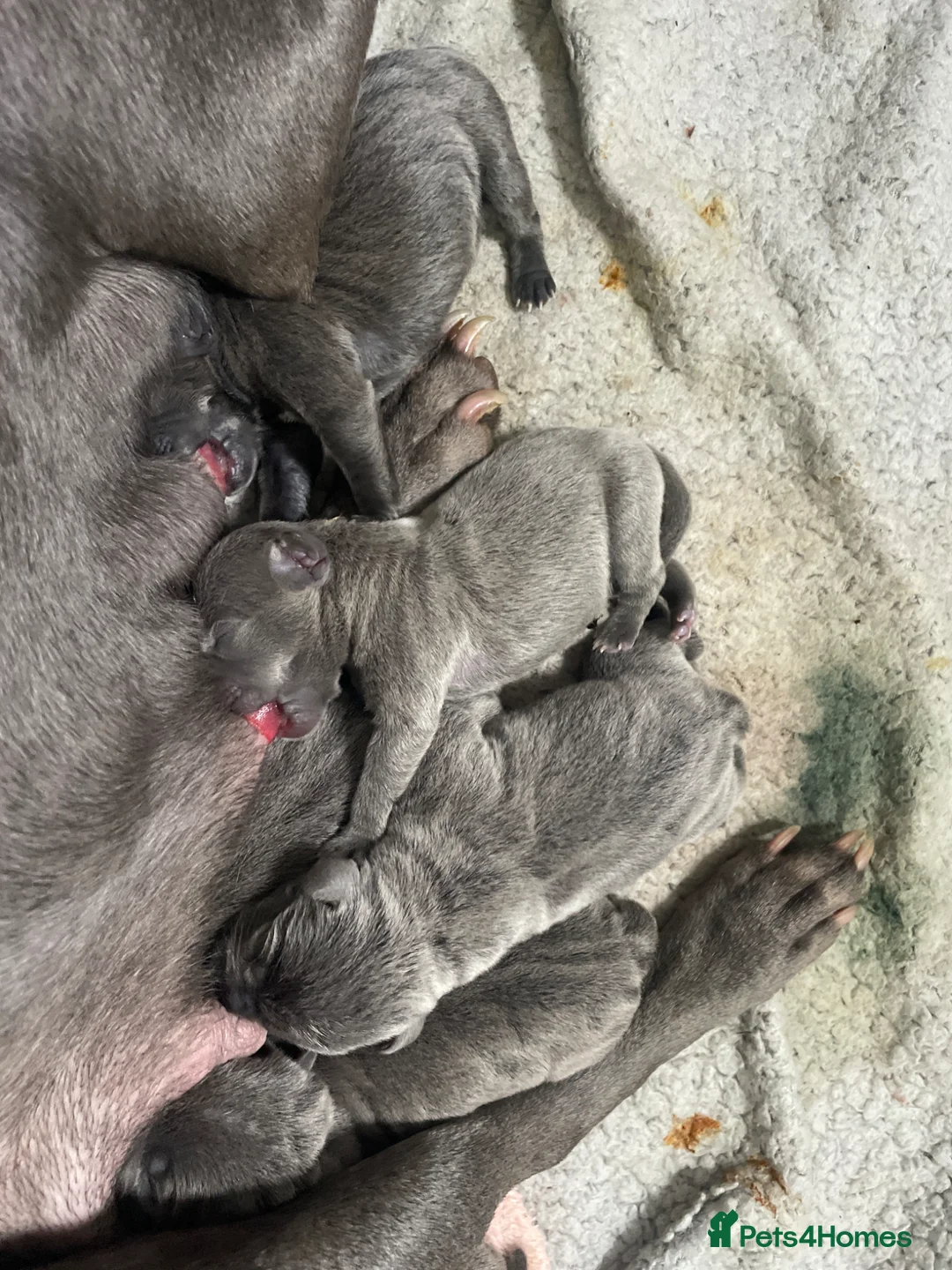 Staffordshire Bull Terrier dogs for sale: Blue staffs  in Rotherham - Advert 1