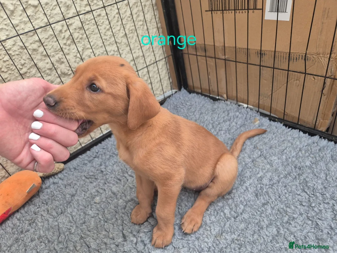Labrador Retriever dogs for sale: Health Tested KC FoxRed Working Labrador Puppies  - Advert 2