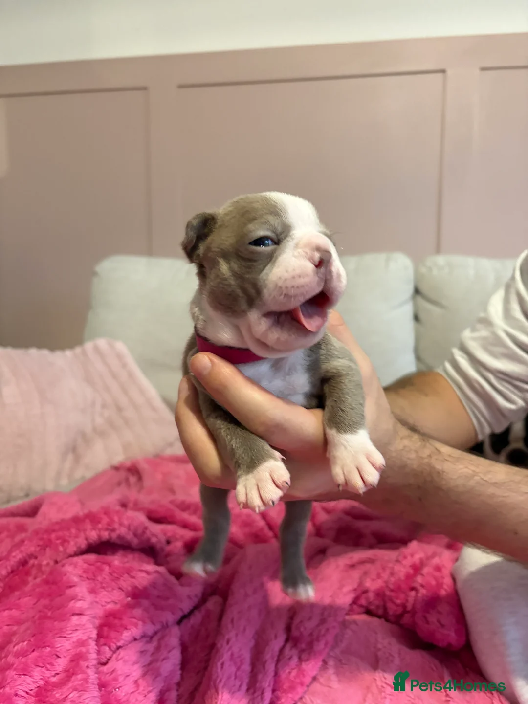 Boston Terrier dogs for sale: Rare Champaign KC Boston Terrier - Advert 8