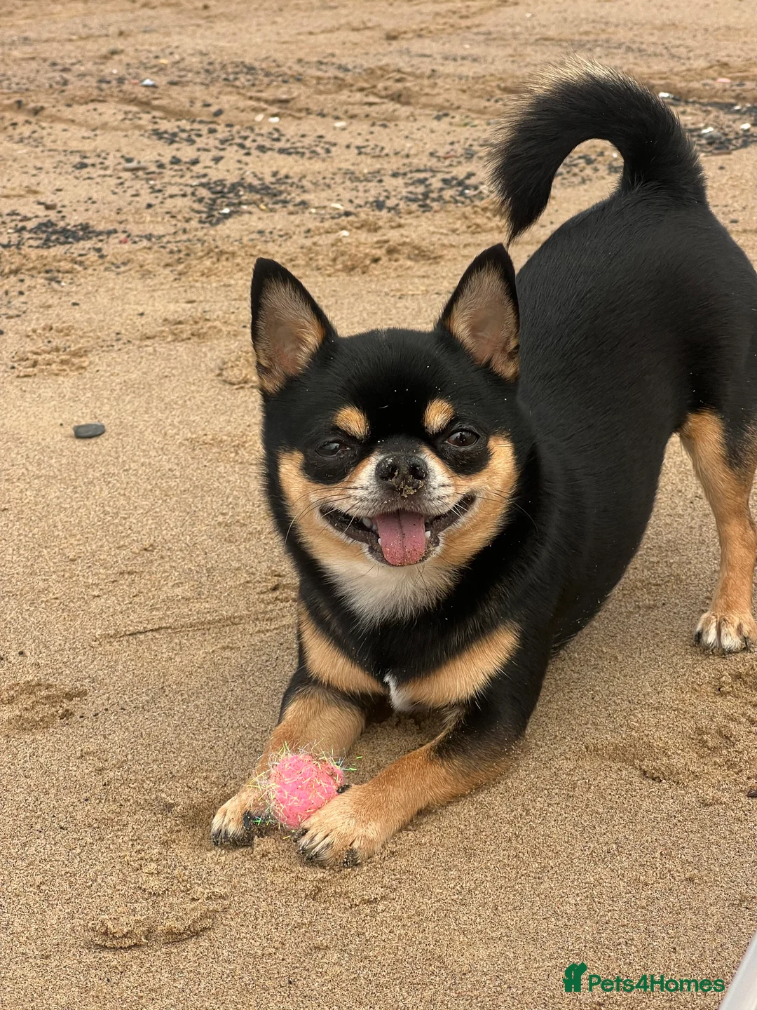 Chihuahua dogs for stud: Tri colour chi - Proven stud in Middlesbrough - Advert 10