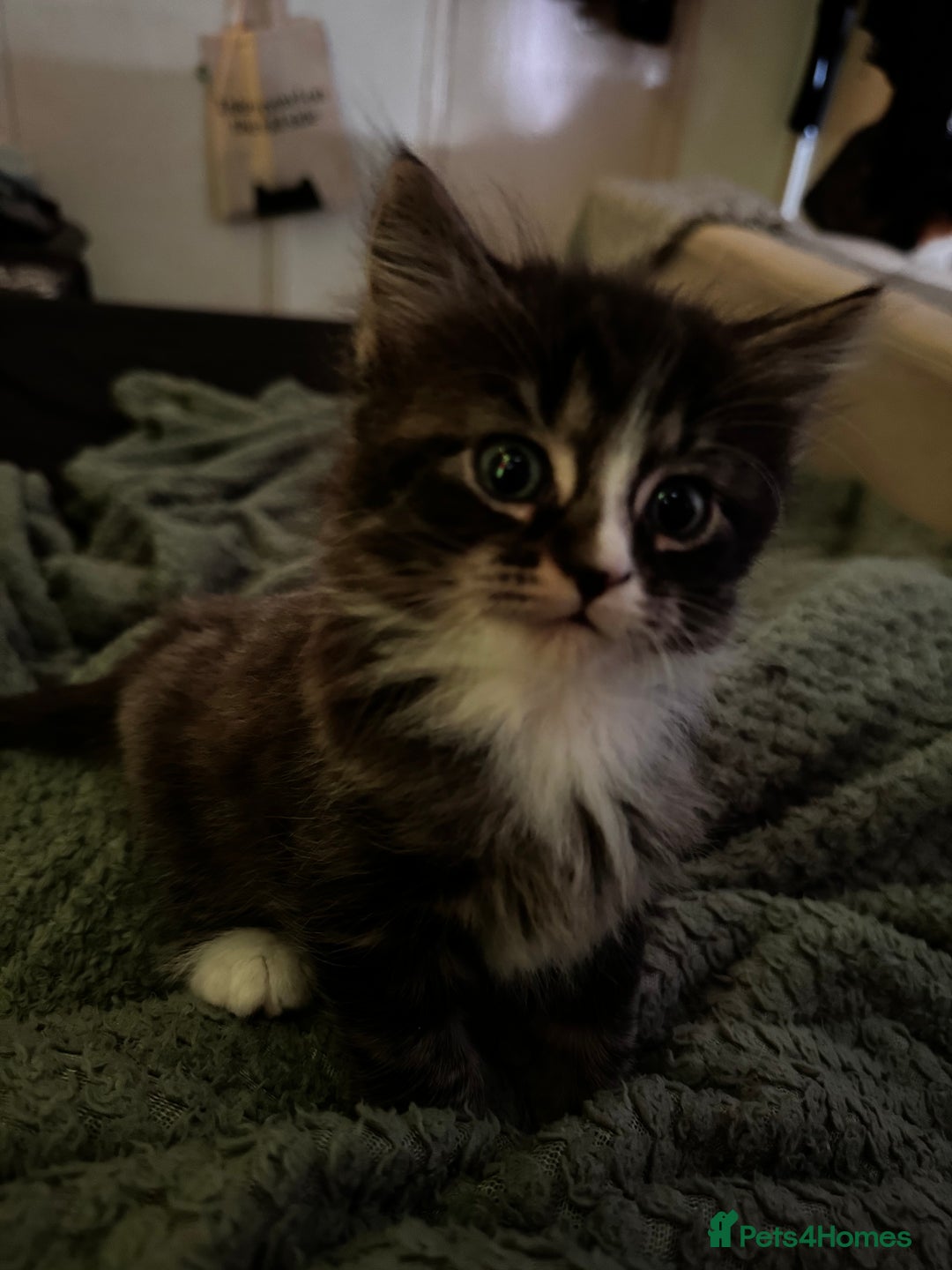 Mixed Breed cats for sale: The cutest Mixed Kittens - Image 12