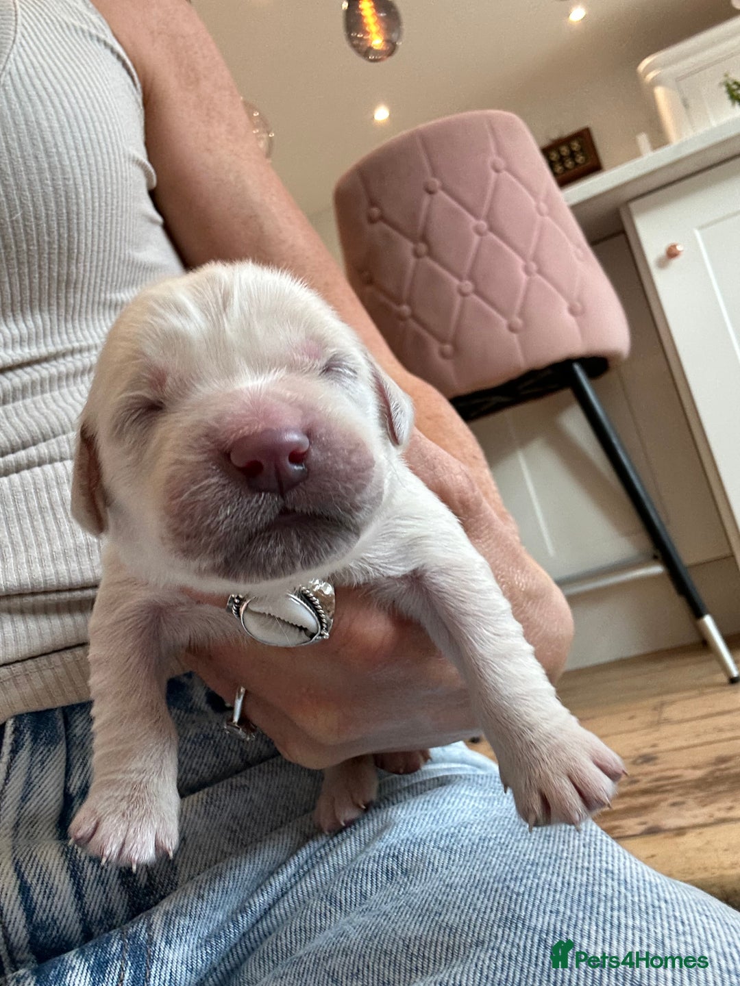 Golden Retriever dogs for sale: Champion line cream golden retriever puppies - Advert 15