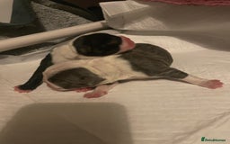 Boston Terrier dogs for sale: Bostons of Scotland  - Image 1