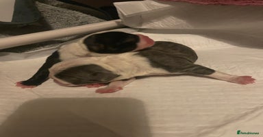 Boston Terrier dogs Bostons of Scotland  - Advert 7