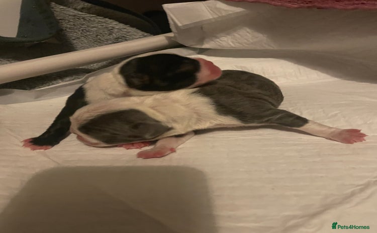 Boston Terrier dogs - Advert 2