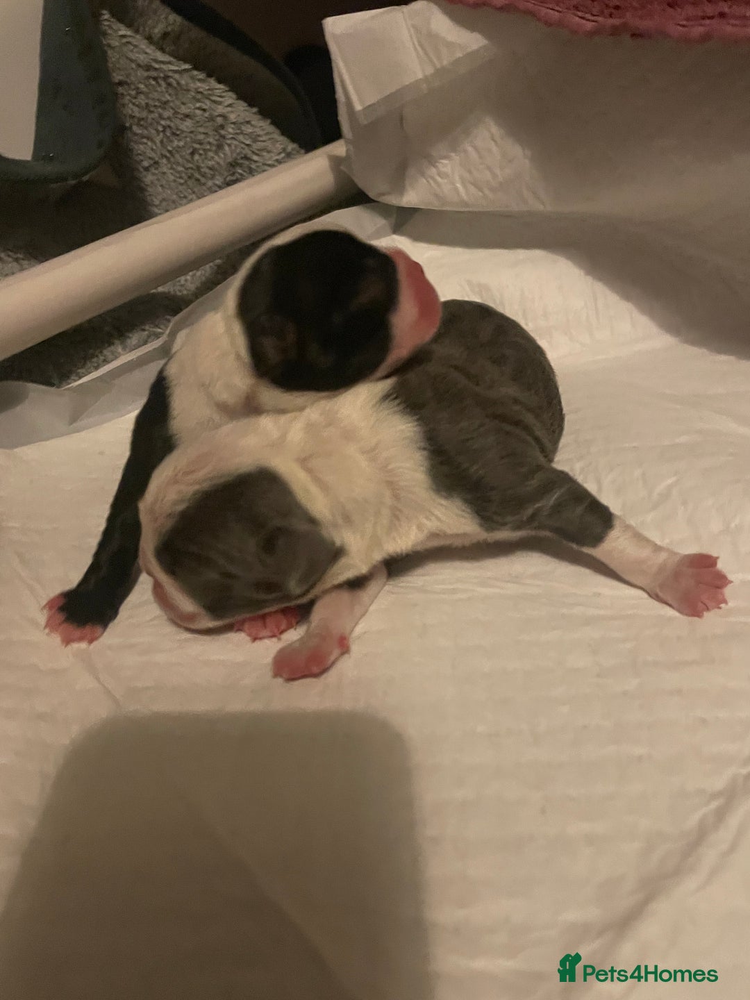 Boston Terrier dogs for sale: Bostons of Scotland  - Image 1