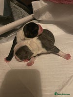 Boston Terrier dogs Bostons of Scotland - Advert 1