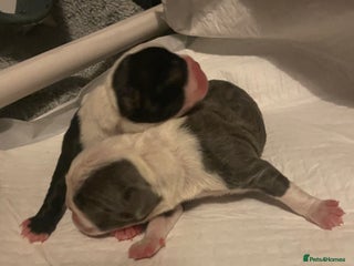 Boston Terrier dogs for sale - Advert 1