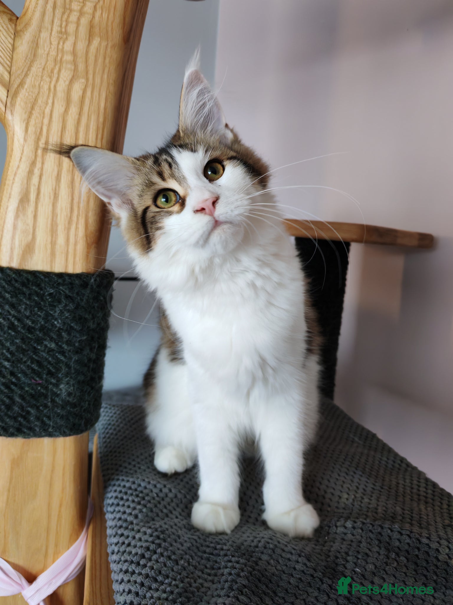 Maine Coon cats Amazing purebreed maine coon 😍  - Advert 4