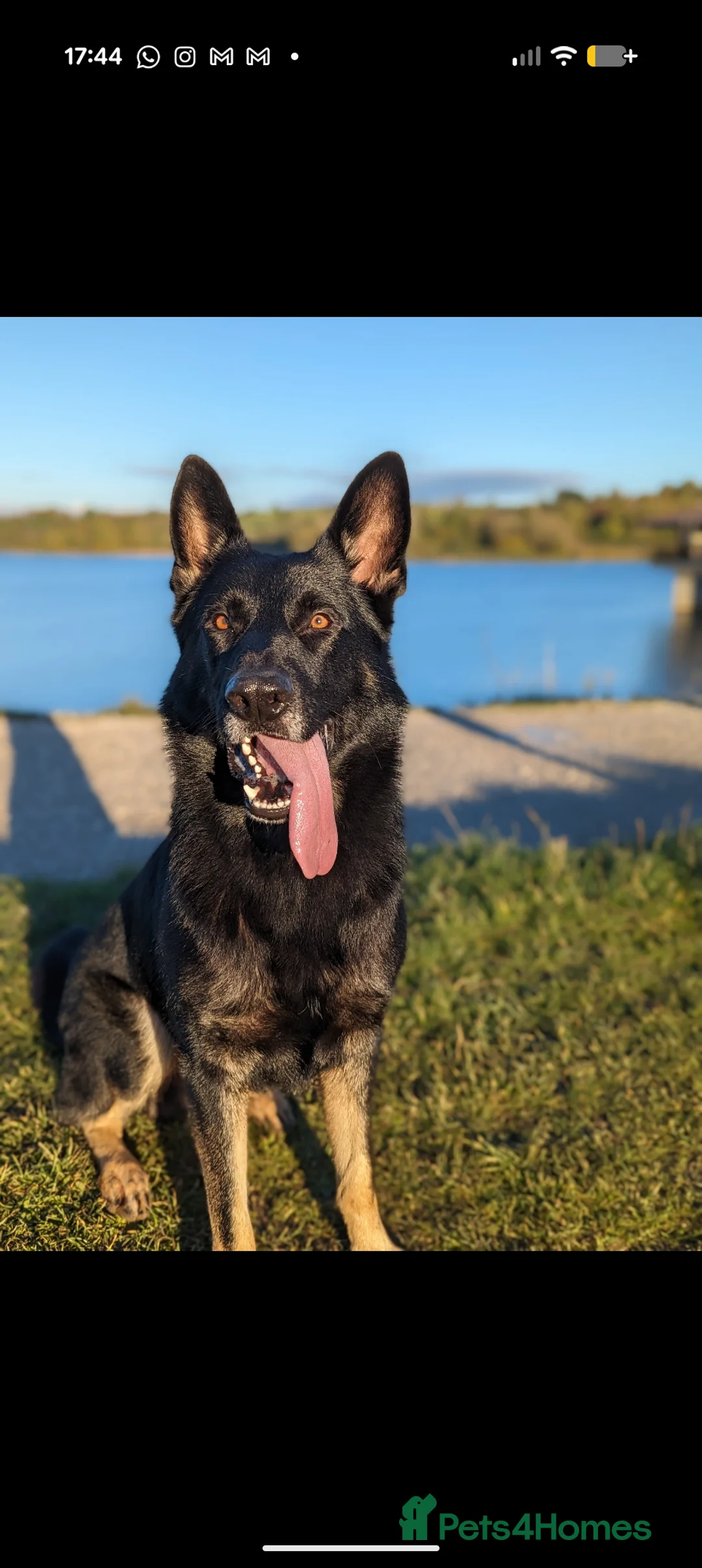 German Shepherd dogs for stud: Stunning KC Registered German Shepherd for STUD in Alfreton - Advert 2