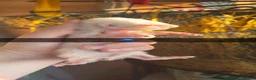 Ferret rodents for sale: Silver Jill’s one albino hob  in Middlesbrough - Advert 6