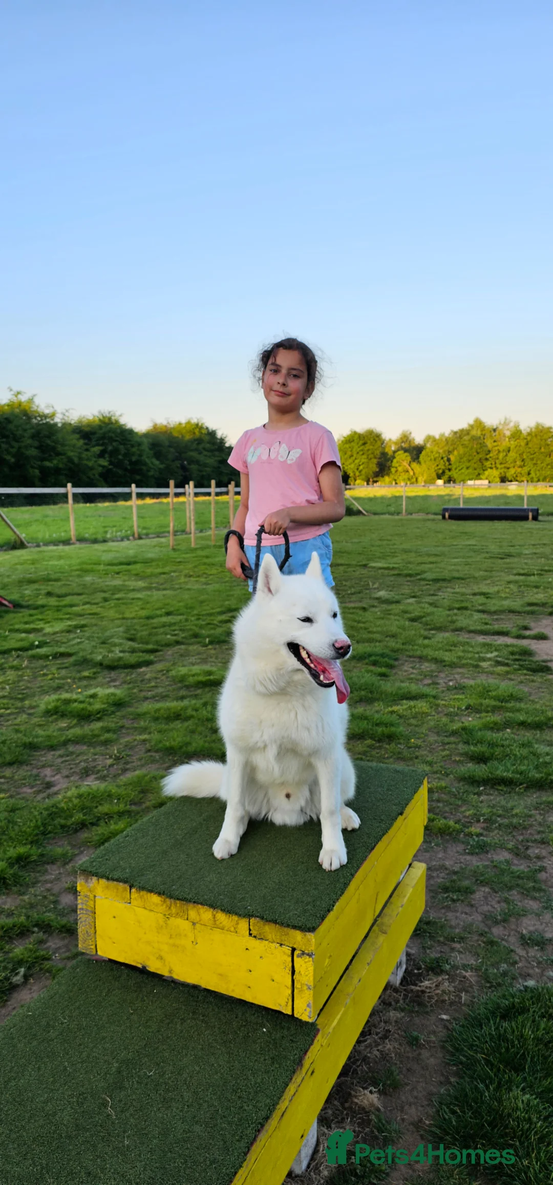 Siberian Husky dogs for sale: Husky puppies for sale in Dungannon - Advert 8