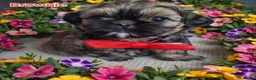 Shih Tzu dogs for sale: Beautiful Imperial Shih Tzus  - Advert 32