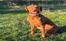 Hungarian Vizsla dogs for sale: Hungarian Vizsla Puppies - Outstanding Pedigree  - Advert 1