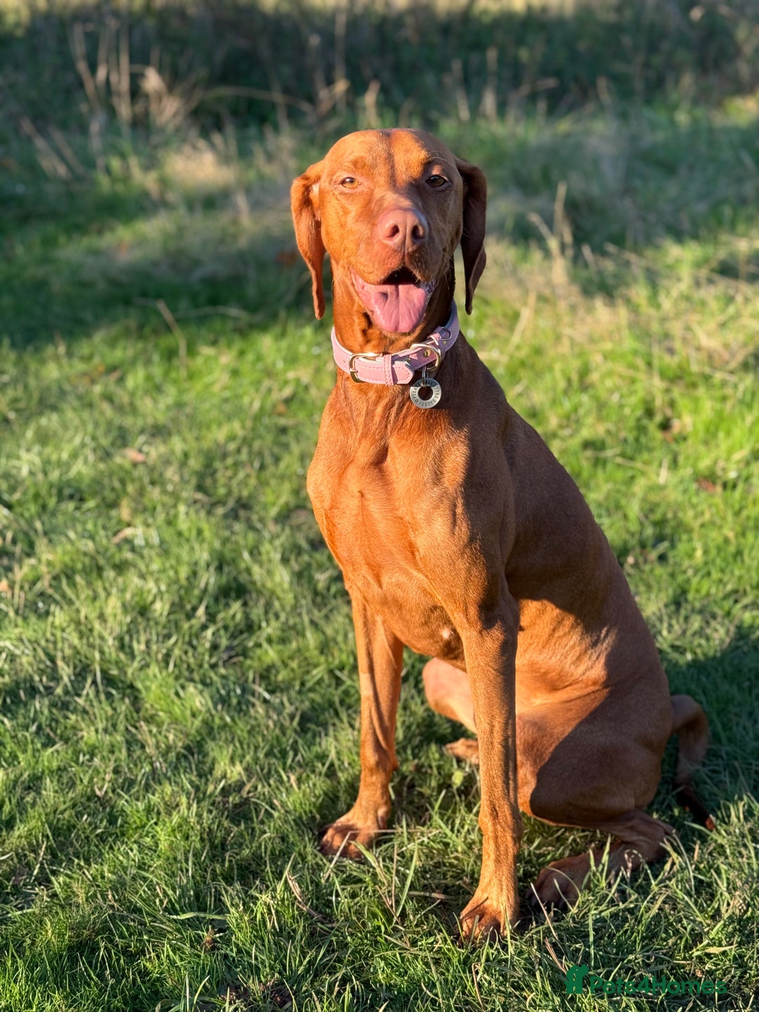 Hungarian Vizsla dogs for sale: Hungarian Vizsla Puppies - Outstanding Pedigree  - Advert 1