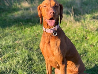 Hungarian Vizsla dogs Hungarian Vizsla Puppies - Outstanding Pedigree - Advert 3